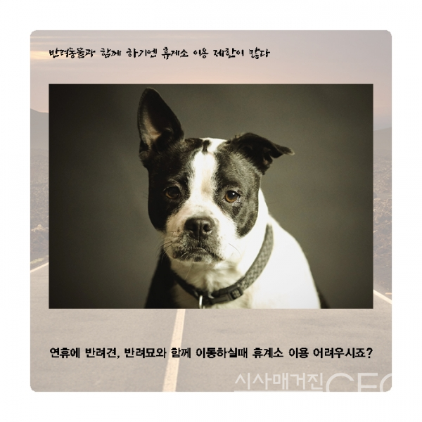 [카드뉴스] 반려동물도 함께 귀성길