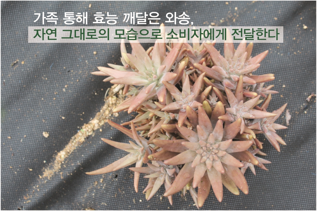 “와송축제’ 등으로 더 친근감있게 다가갈 것” 논산와송마을 심상용 대표